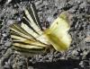 Colias sp.